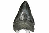 Fossil Megalodon Tooth - South Carolina #172272-2